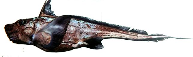 Chimaera opalescens.jpg